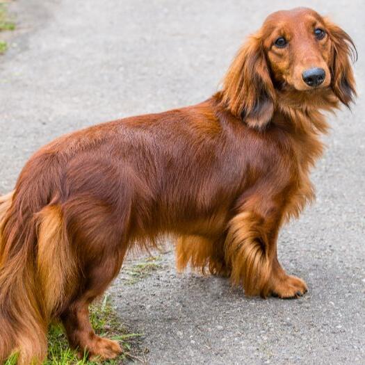 Meet the Adorable Red Long Haired Mini Dachshund Puppy Click Here to